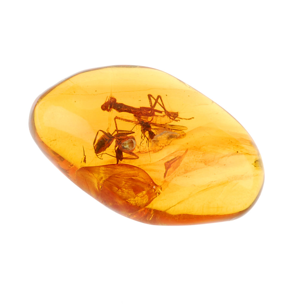 mantis inclusion amber 4th December