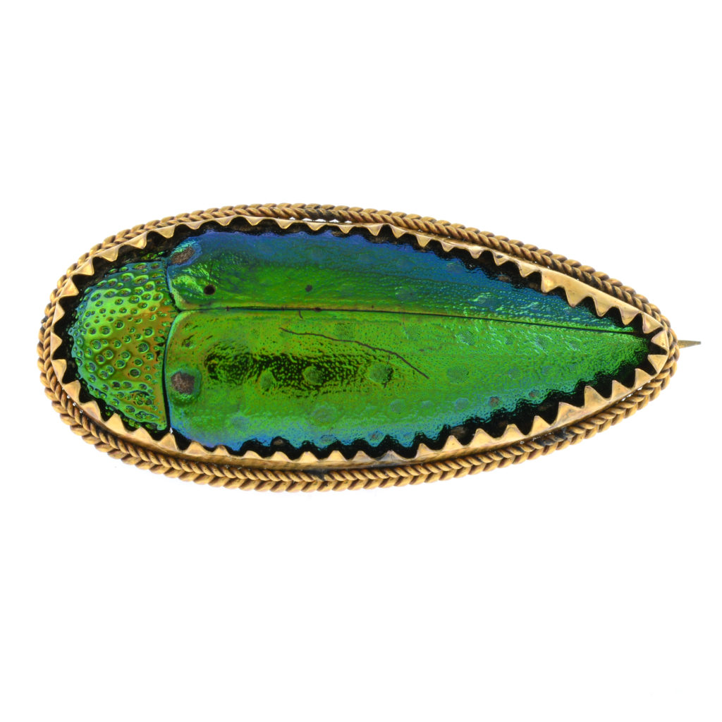 Victorian Cicadidae brooch